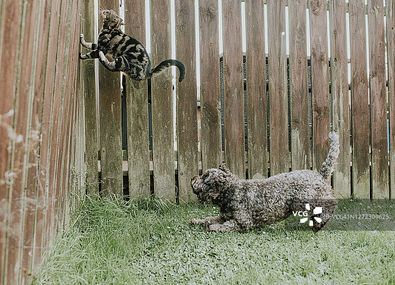 小狗追逐花园栅栏上的猫图片素材
