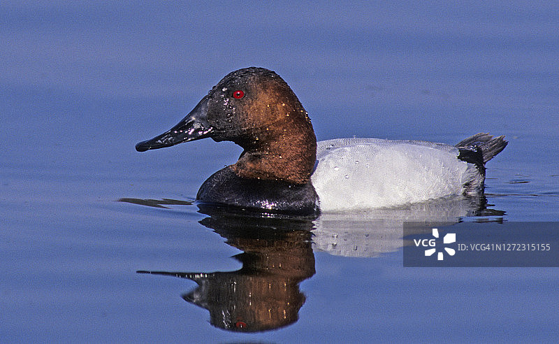 野鸭(Aythya valisineria)——沼泽地的排水严重减少了它们的数量图片素材