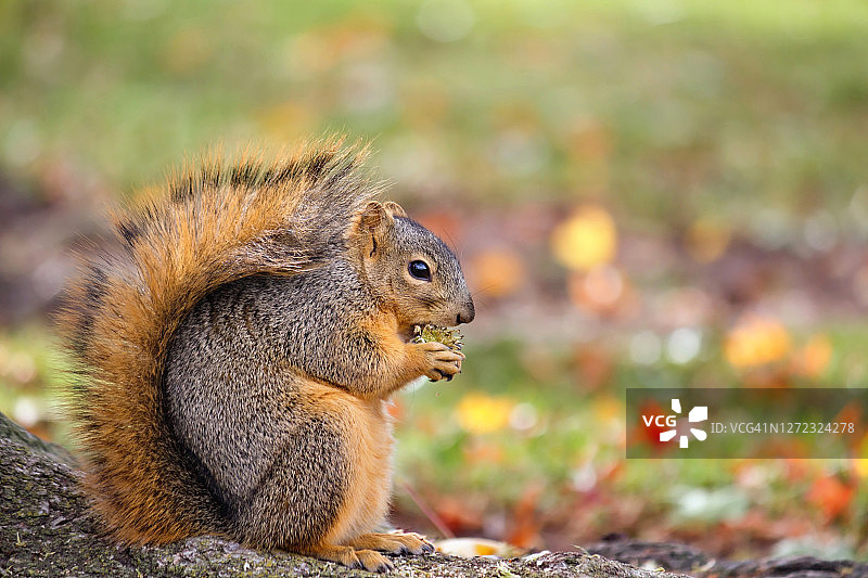 秋天里吃坚果的黑松鼠图片素材