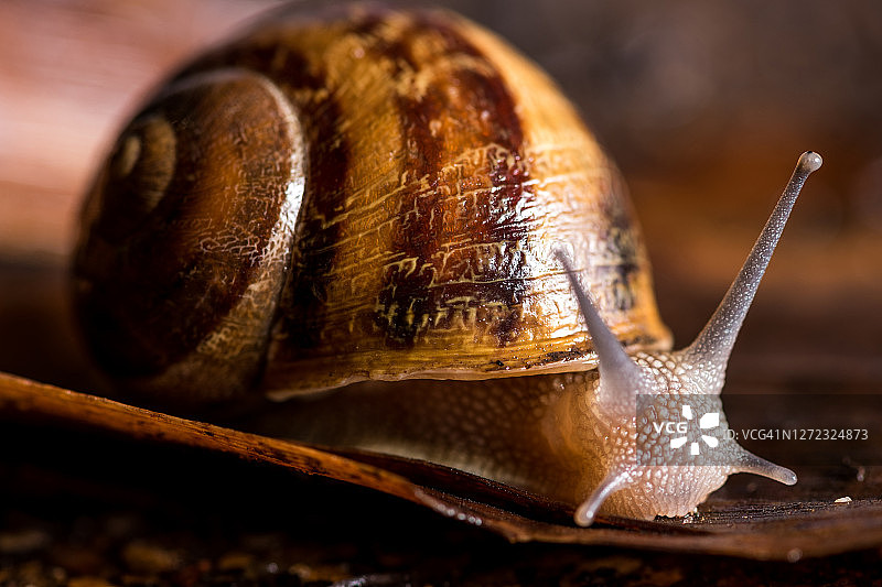 蜗牛特写图片素材