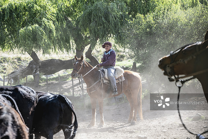 观看牛群的阿根廷少年高乔人图片素材