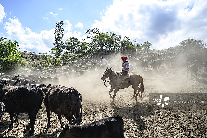 阿根廷高乔少年赶牛图片素材