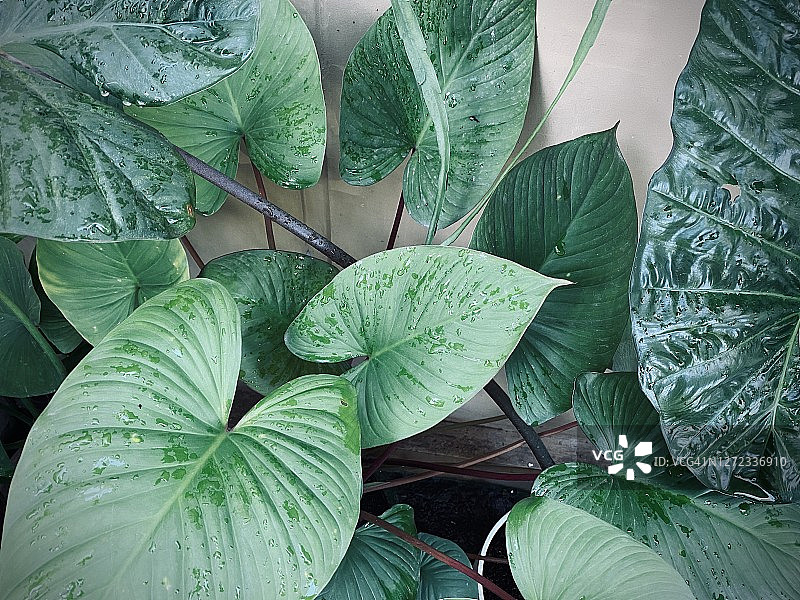 新鲜的绿叶图片素材