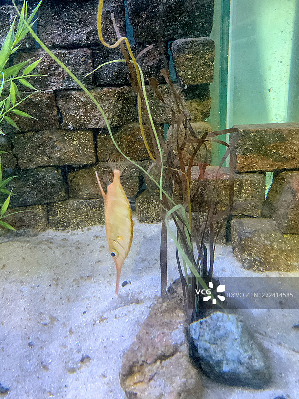 长棘篮子鱼图片素材