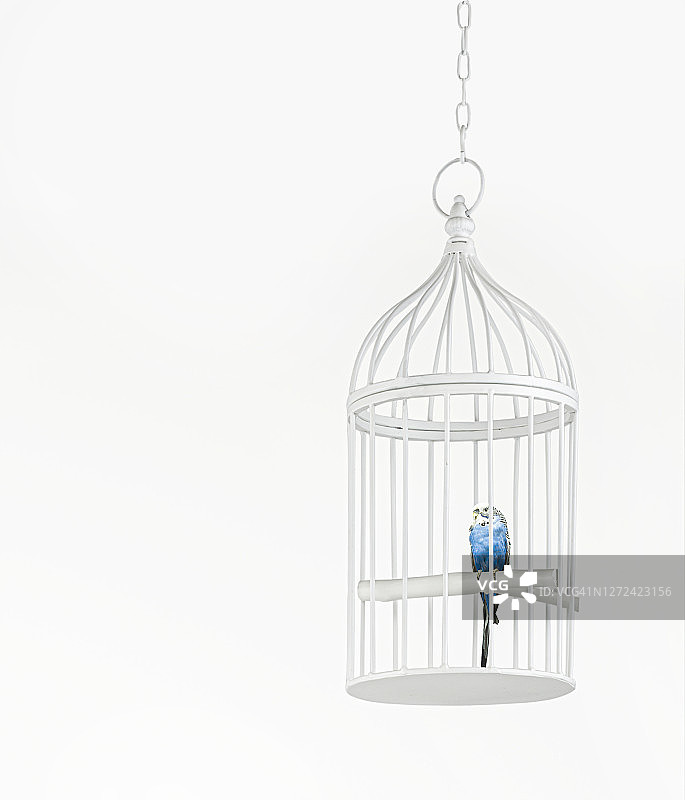 笼子里的蓝色鹦鹉图片素材