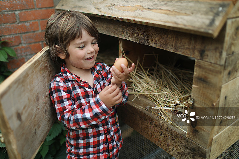 小男孩在鸡舍里捡鸡蛋图片素材