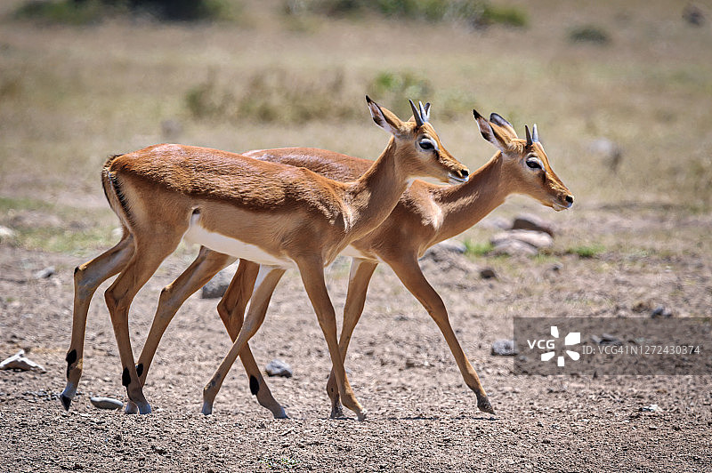 两只小葛氏瞪羚走向肯尼亚奥尔佩杰塔保护区水坑的侧视图，东非图片素材