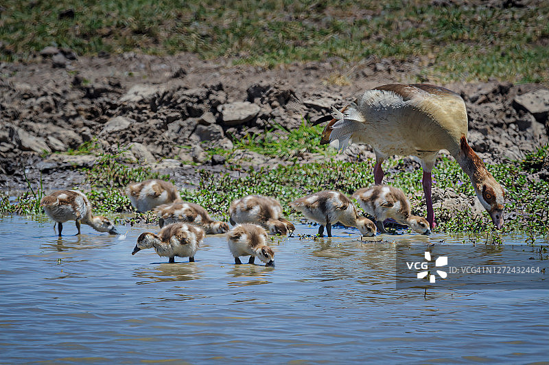 肯尼亚桑布鲁国家保护区池塘中的埃及雁妈妈和她的九只小鹅图片素材