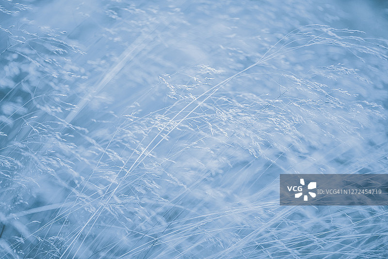 艺术视角：稻草/草特写图片素材