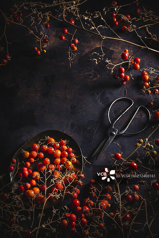 初秋时节风干的圣女果图片素材