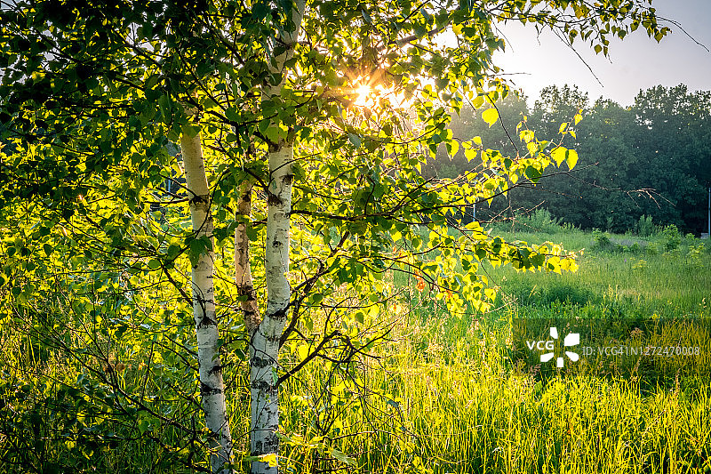 俄罗斯弗拉基米尔市夏日白桦林日落，阳光穿过树枝图片素材