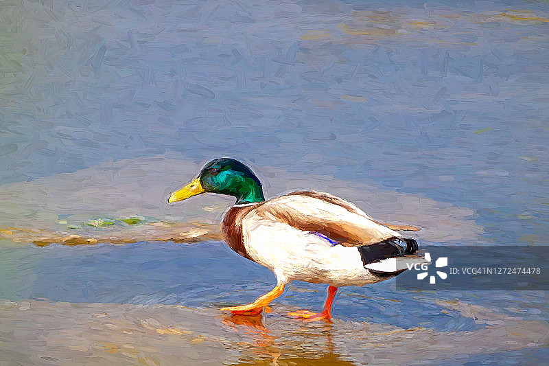 加拿大鸭子，数码增强图像图片素材