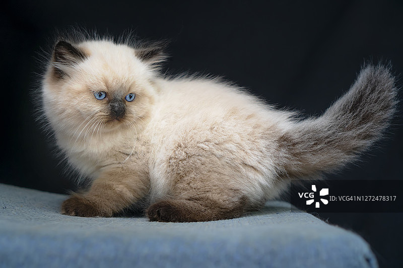 黑色背景下的喜马拉雅海豹重点色小猫图片素材