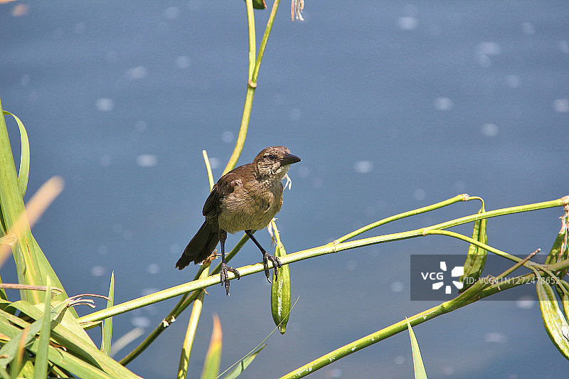 雌性拟八哥图片素材