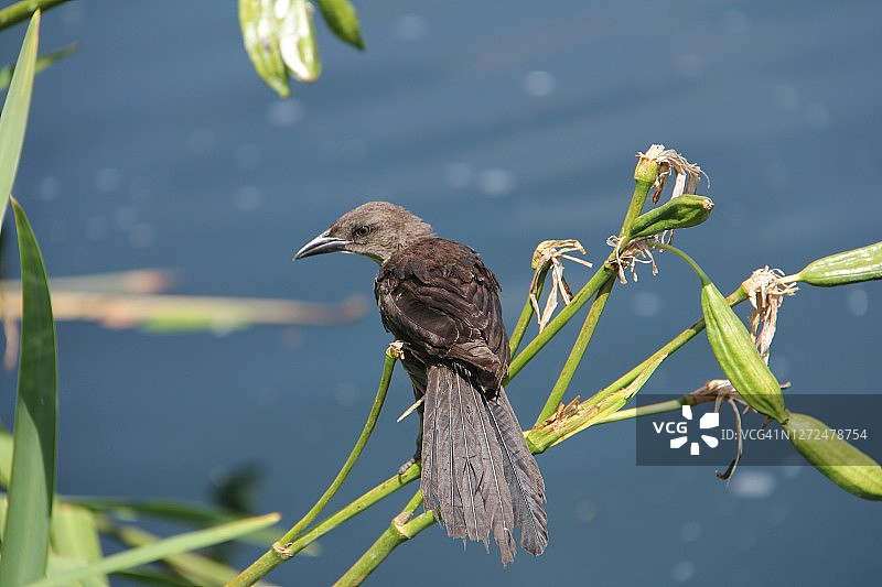 雌性拟八哥图片素材