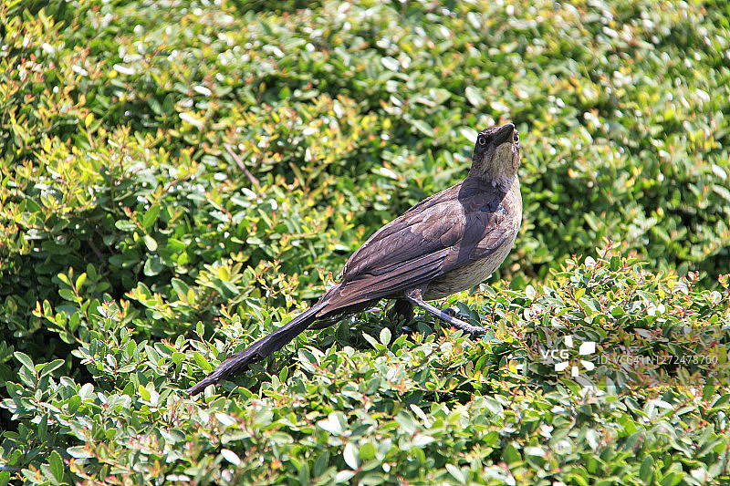 雌性拟八哥图片素材