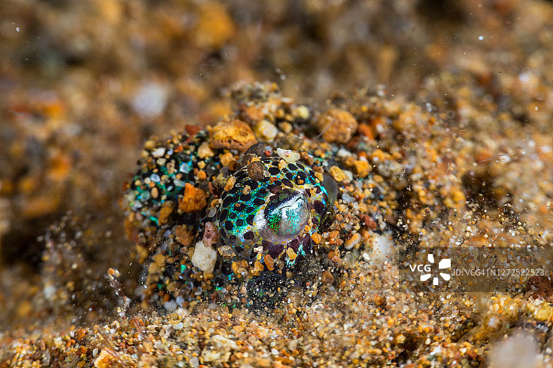 沙地中的豆丁鱿鱼图片素材