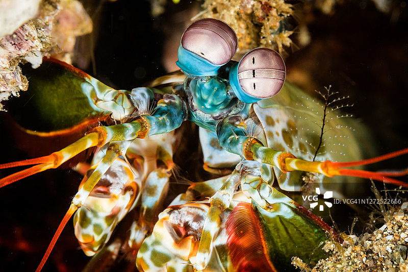 孔雀螳螂虾图片素材