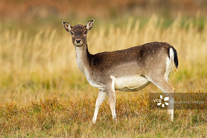 秋季草地上对着镜头的黇鹿图片素材