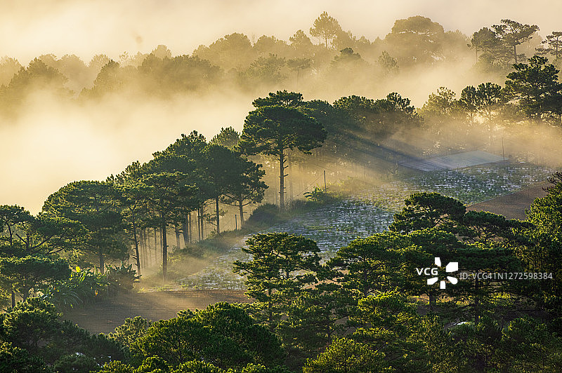 光线穿过松树林中的云层图片素材