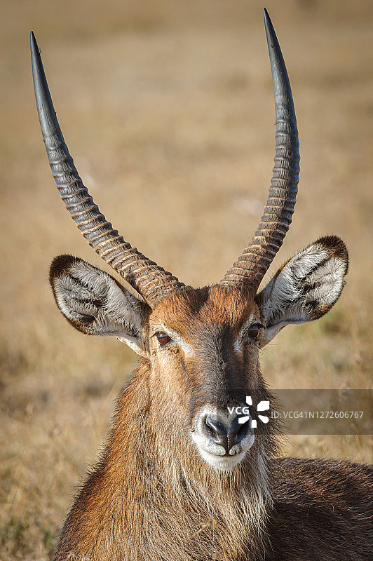 东非肯尼亚奥尔佩杰塔保护区雄性水羚画像图片素材
