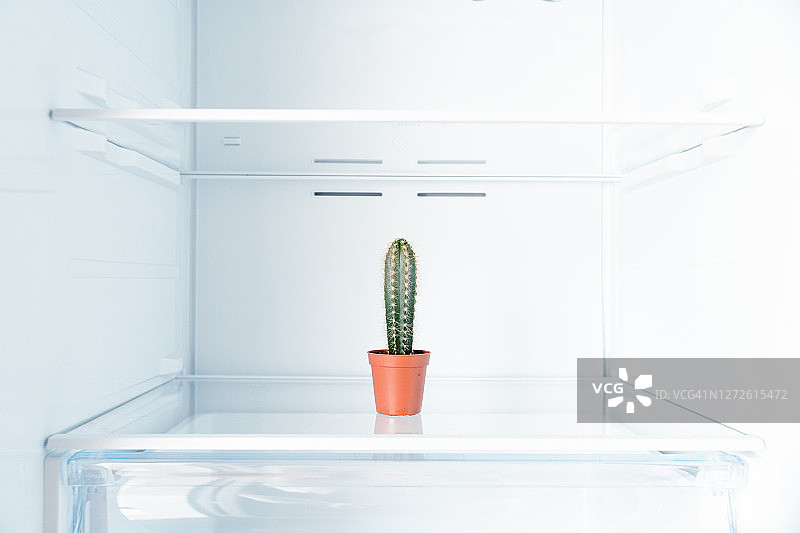空旷冰箱里的仙人掌图片素材