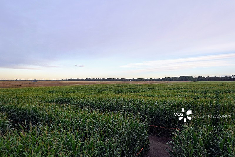 黄昏时分加拿大阿尔伯塔省埃德蒙顿云杉林的绿色玉米迷宫俯视图图片素材