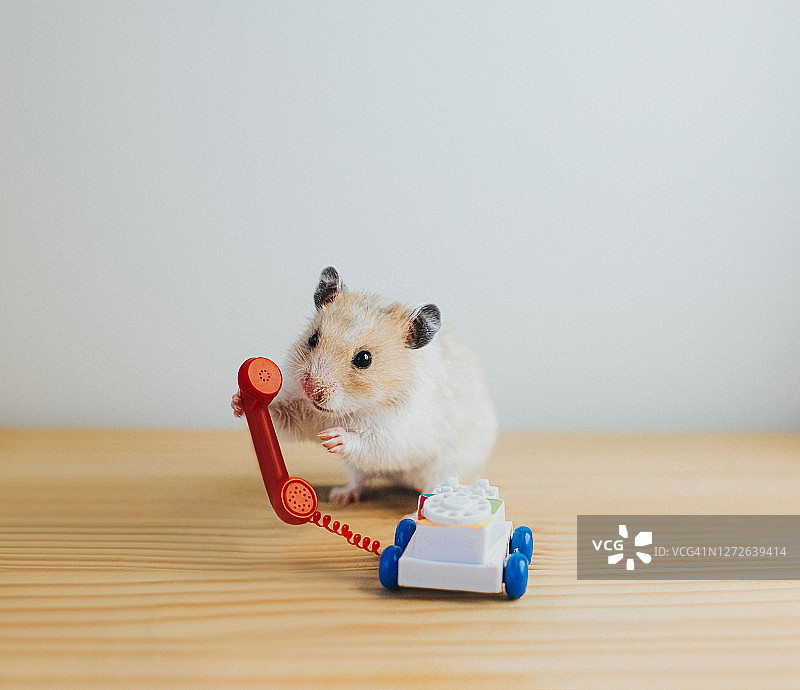 仓鼠打电话图片素材