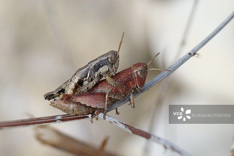 草蜢交配图片素材