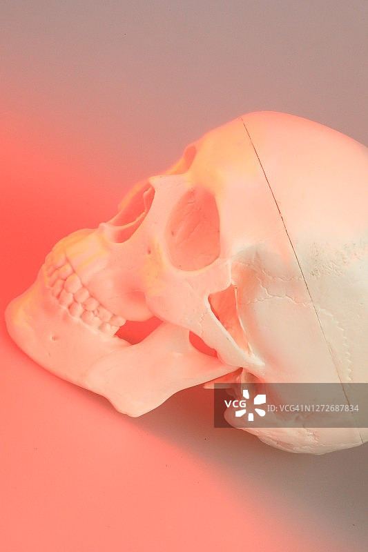 人类头骨模型图片素材