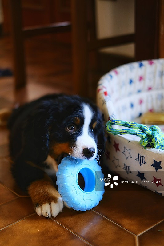 在家玩耍的伯恩山犬幼犬图片素材