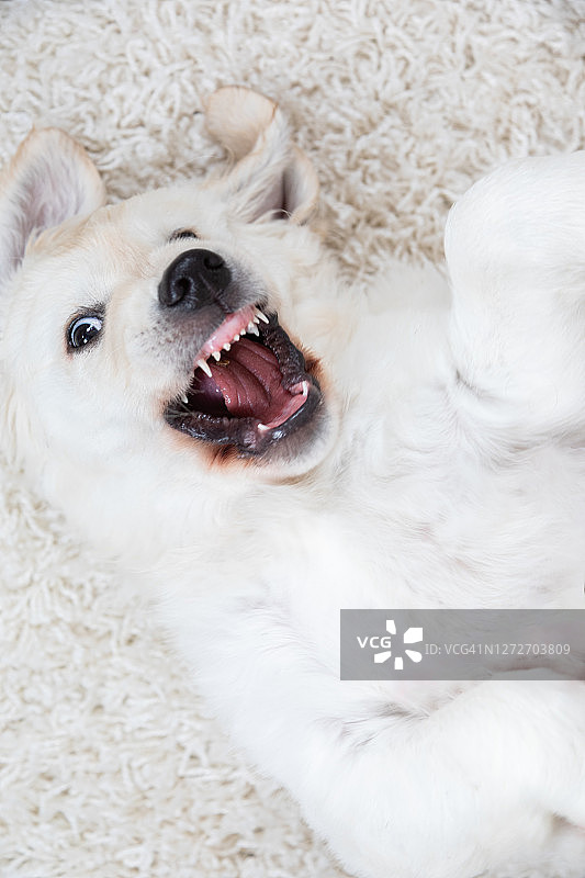 蓬松背景上的蓬松白色小狗图片素材
