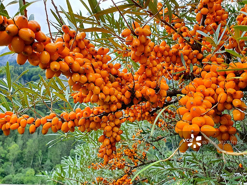 成熟的沙棘浆果图片素材