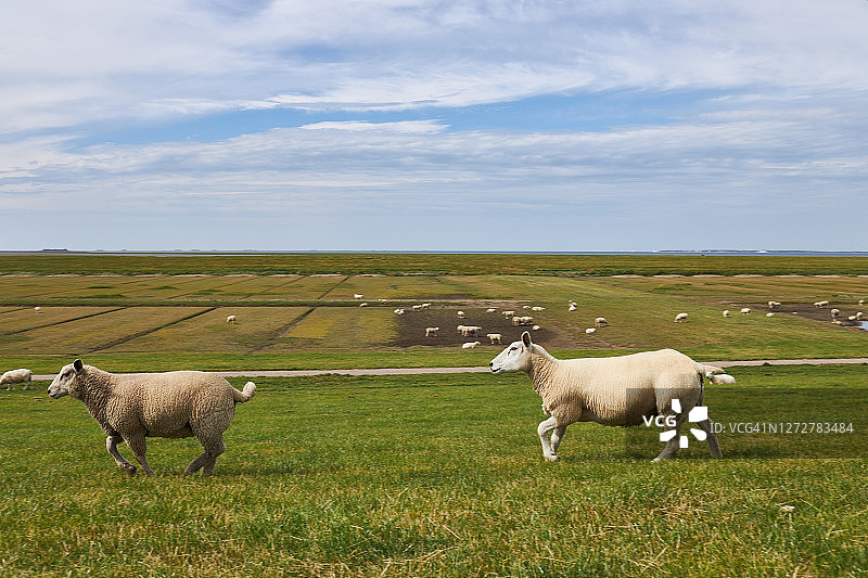 德国北海堤坝附近吃草的羊群和单只羊的照片图片素材