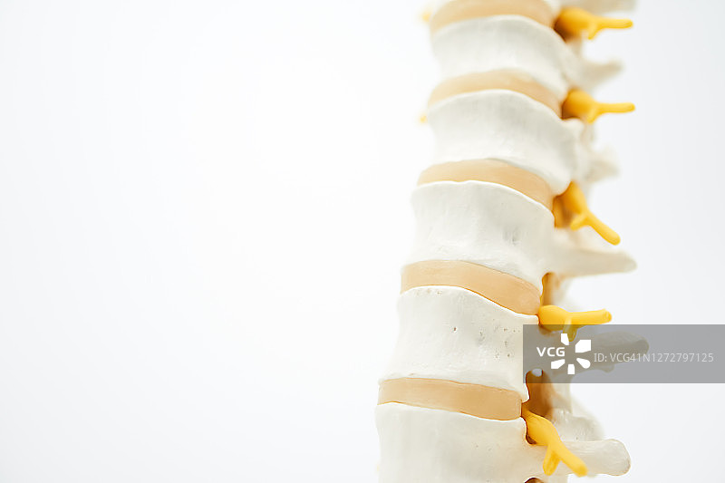 脊柱图片素材