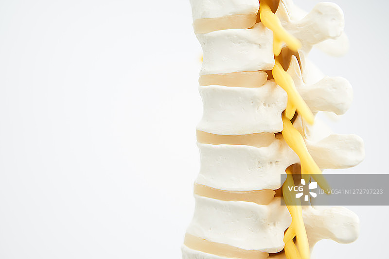 脊柱图片素材