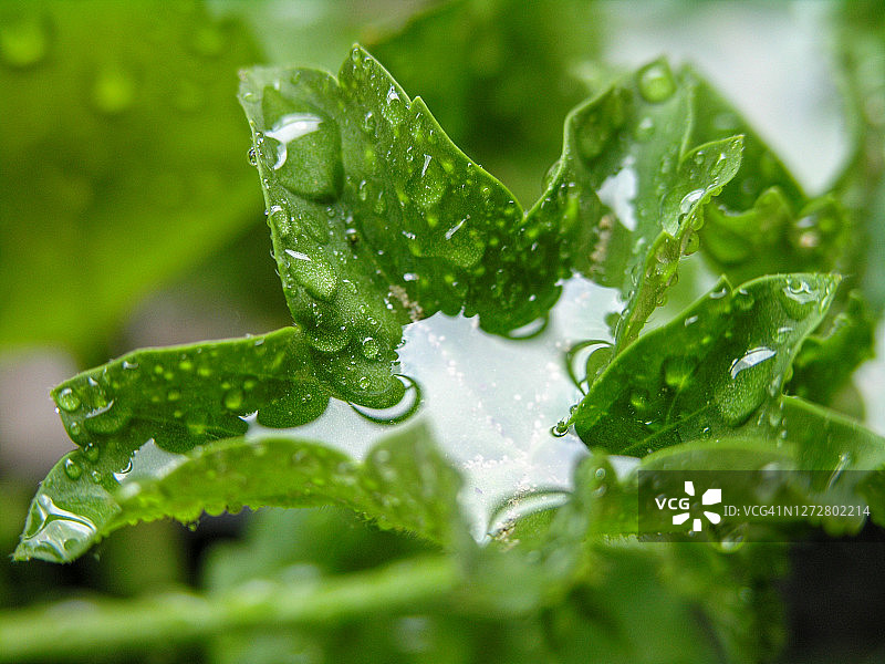 充满雨水的绿叶图片素材