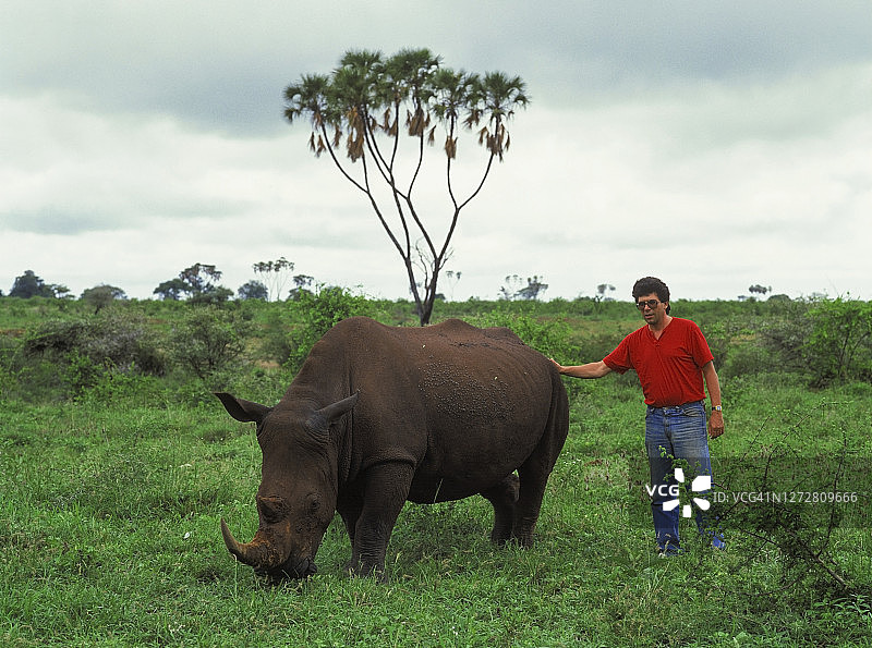 旷野中被人类触碰的白犀牛图片素材