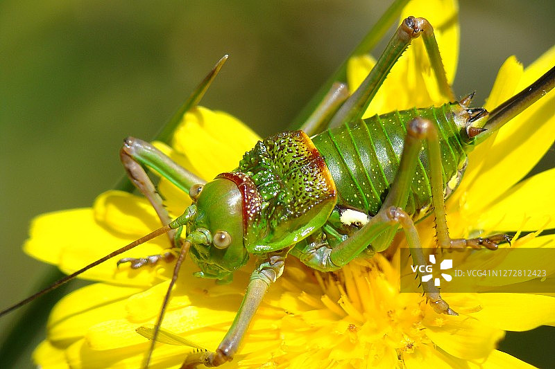 锯齿鸣螽雌性图片素材