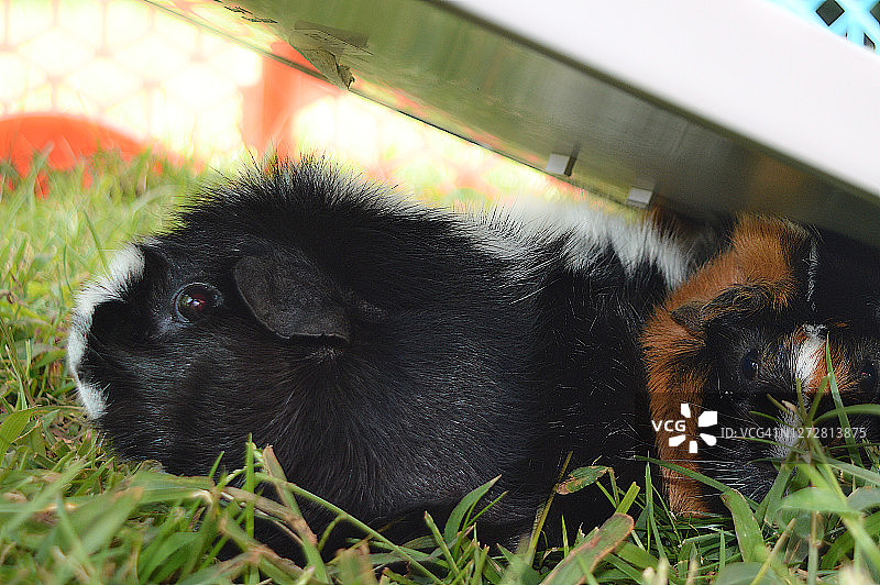 阿比西尼亚豚鼠图片素材