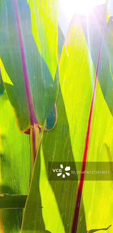 阳光下绿色玉米叶子特写图片素材
