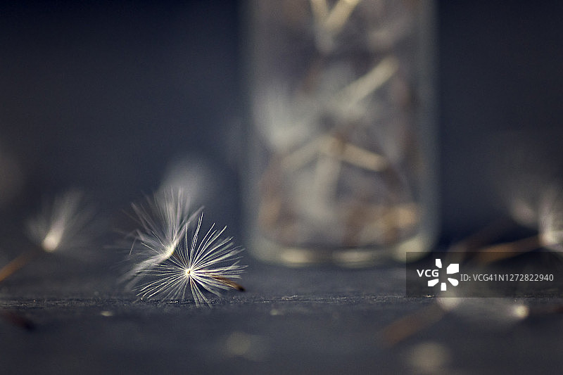 蒲公英图片素材