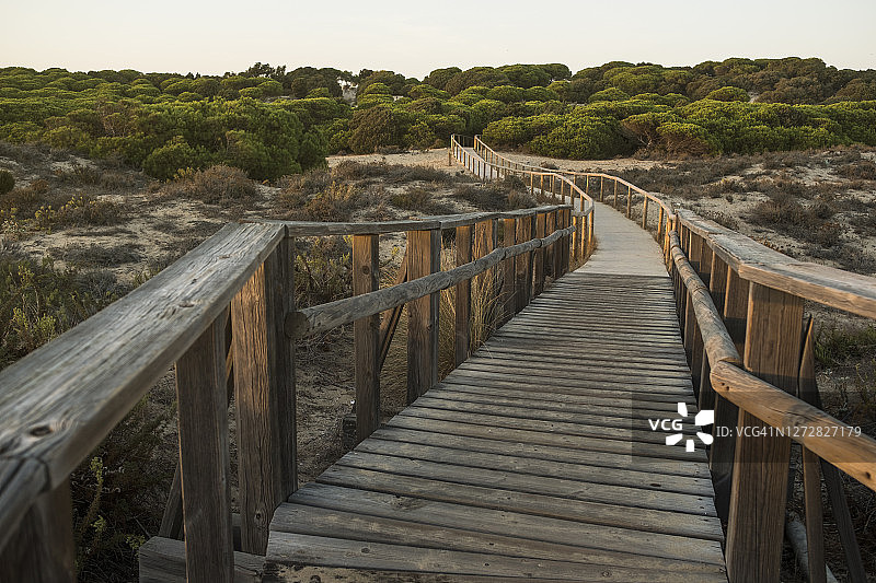 韦尔瓦杜松地区的木制人行桥，这条路从海滩通往森林，西班牙安达卢西亚图片素材