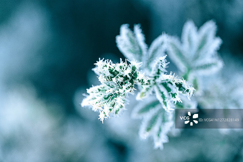 秋日清晨蓝色背景下的霜晶绿叶图片素材