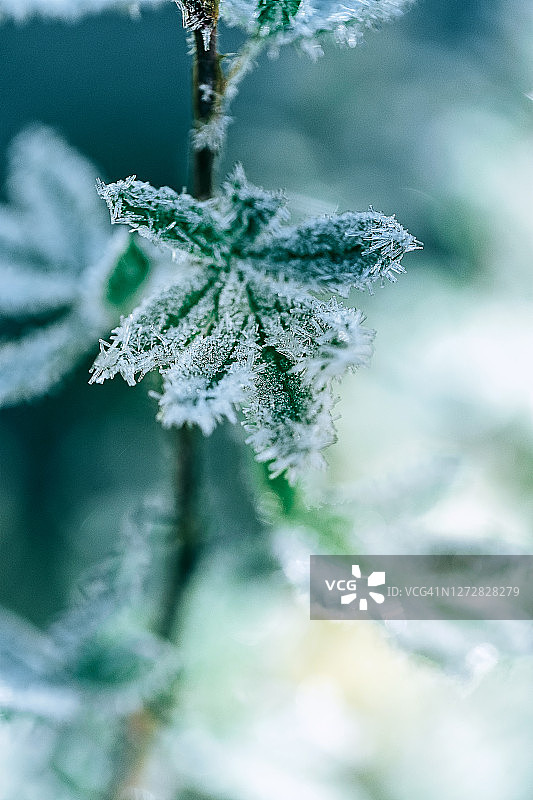 秋日清晨蓝色背景下的霜晶绿叶图片素材