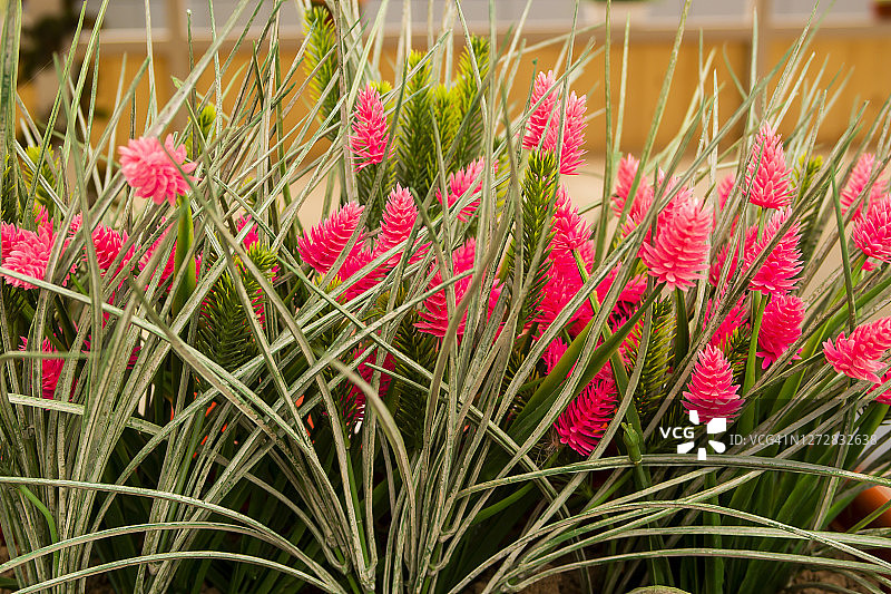 用鲜花装饰的夏日咖啡馆内景图片素材