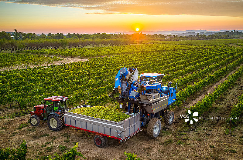葡萄园中将葡萄装入拖拉机拖车的机械采摘机图片素材