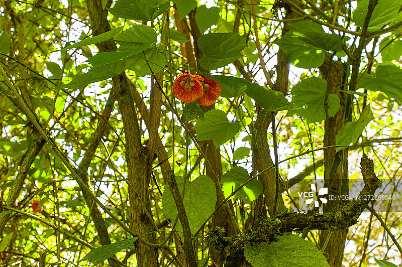 红脉商铃花，又称红脉锦葵，树上的橙色钟形花图片素材