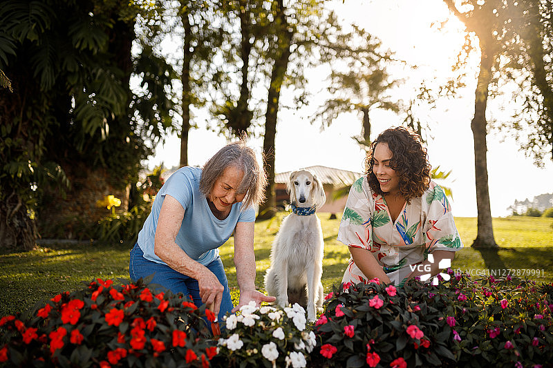年长的母亲和女儿在园艺图片素材