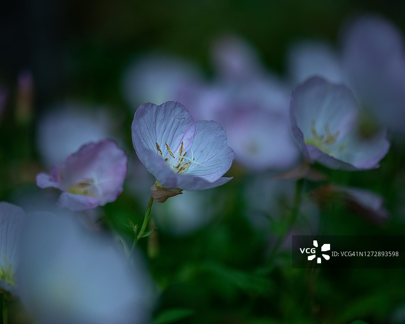 美丽月见草图片素材